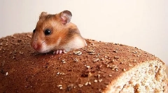 Czy można dać chlebowi chomika i inne produkty mąki